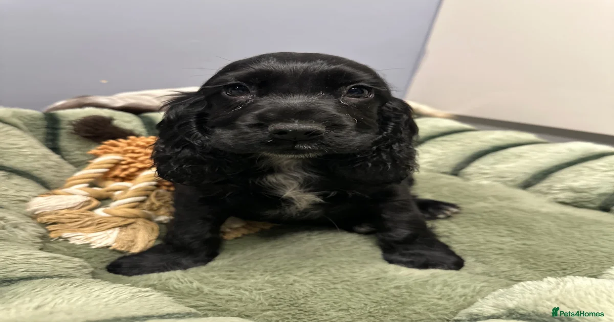 KC Reg Show Cocker for sale in Neath | Pets4Homes