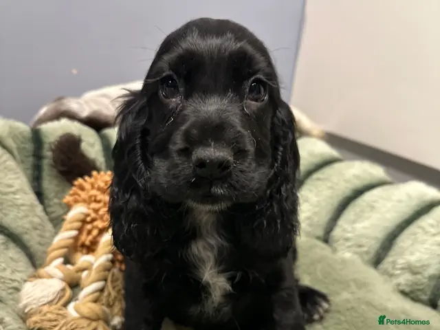 Cocker Spaniel dogs for sale: KC Reg Show Cocker - Advert 1
