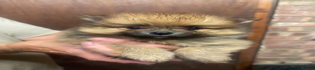 Pomeranian Puppy 2