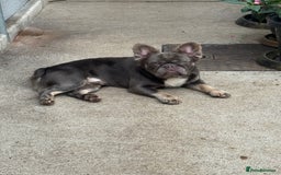 French Bulldog dogs for sale: Fluffy French bulldog and big rope French bulldog - Image 7