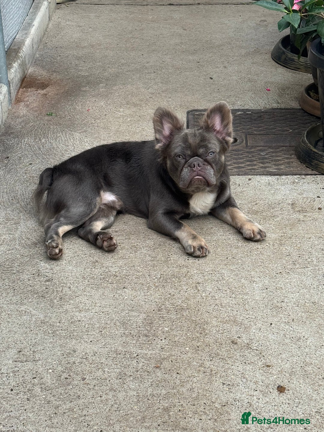 French Bulldog dogs for sale: Fluffy French bulldog and big rope French bulldog - Image 7