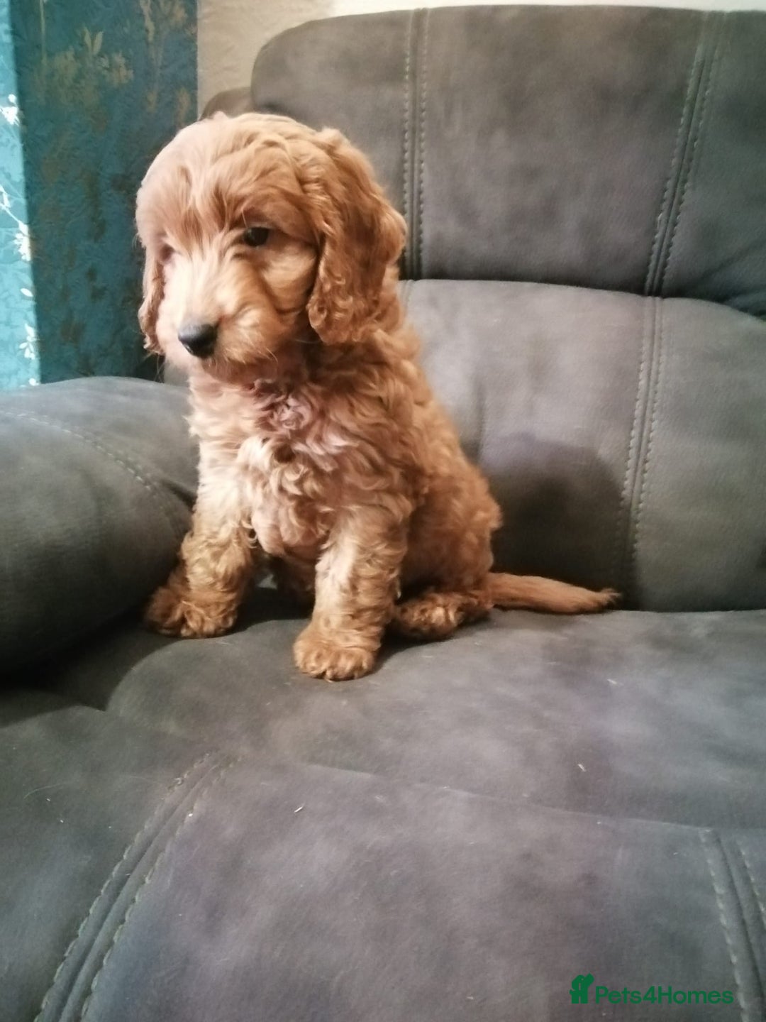 Cockapoo dogs for sale: Last stunning boy cockerpoo - Advert 2