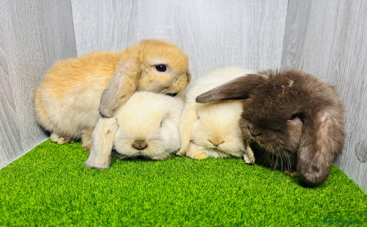 Mini Lop rabbits - Advert 6