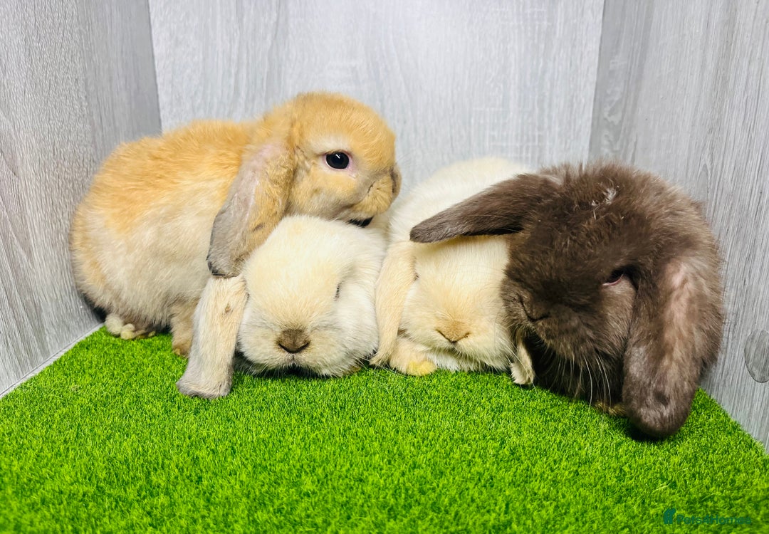 Mini Lop rabbits for sale: 🐰 Pedigree purebred Miniture Lop Kits 🐰 - Image 1