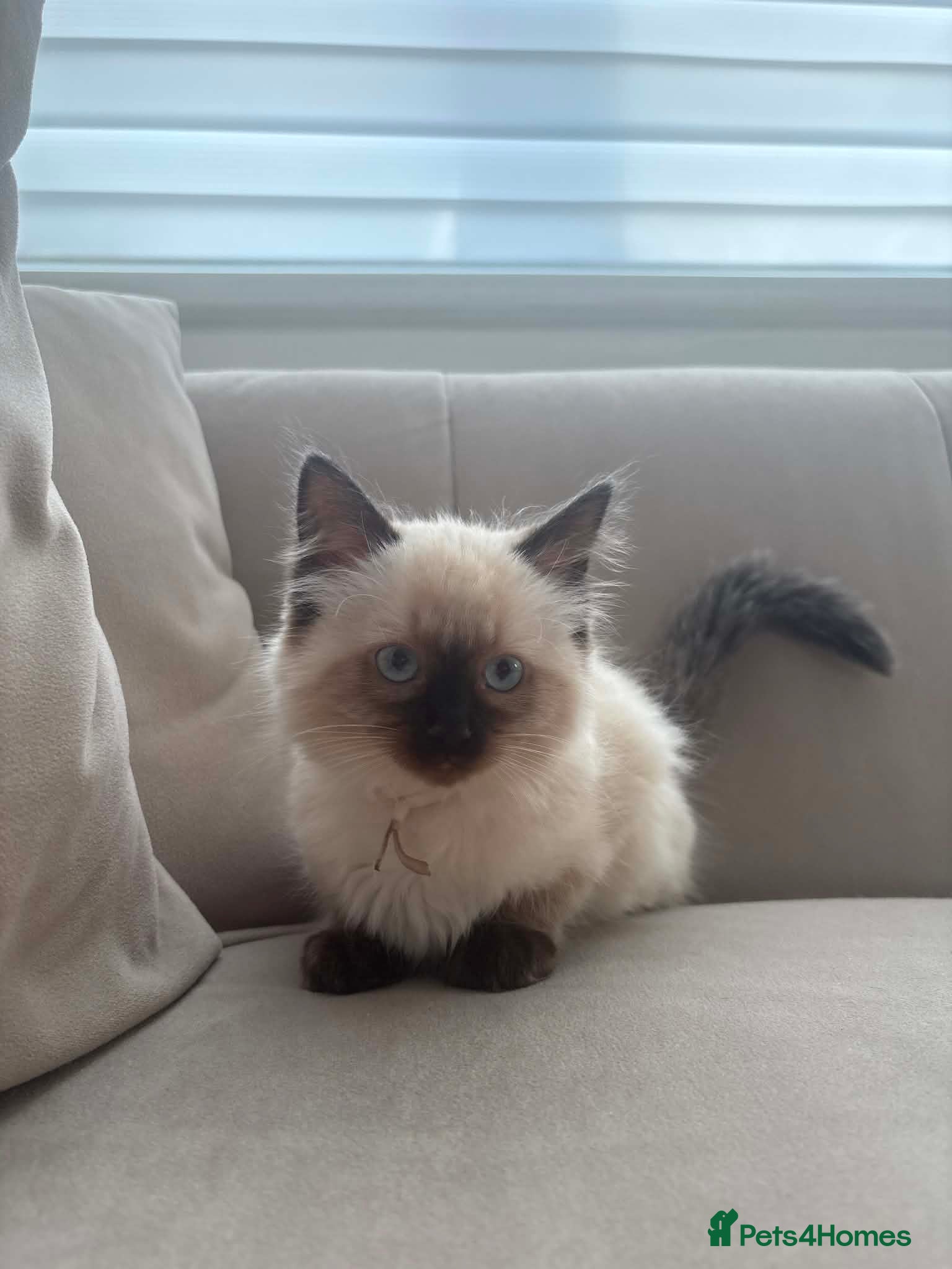 Ragdoll cats Last Gorgeous Ragdoll Girl Kitten Available 🐾✨ - Advert 6