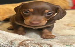 Miniature Dachshund dogs for sale: Miniature dachshunds, ready now - Image 4