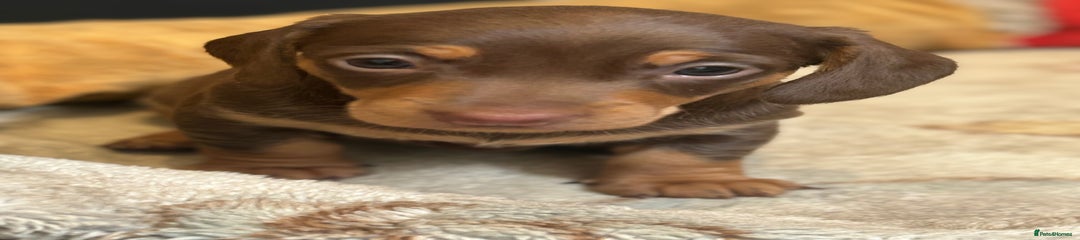 Miniature Dachshund Puppy 2