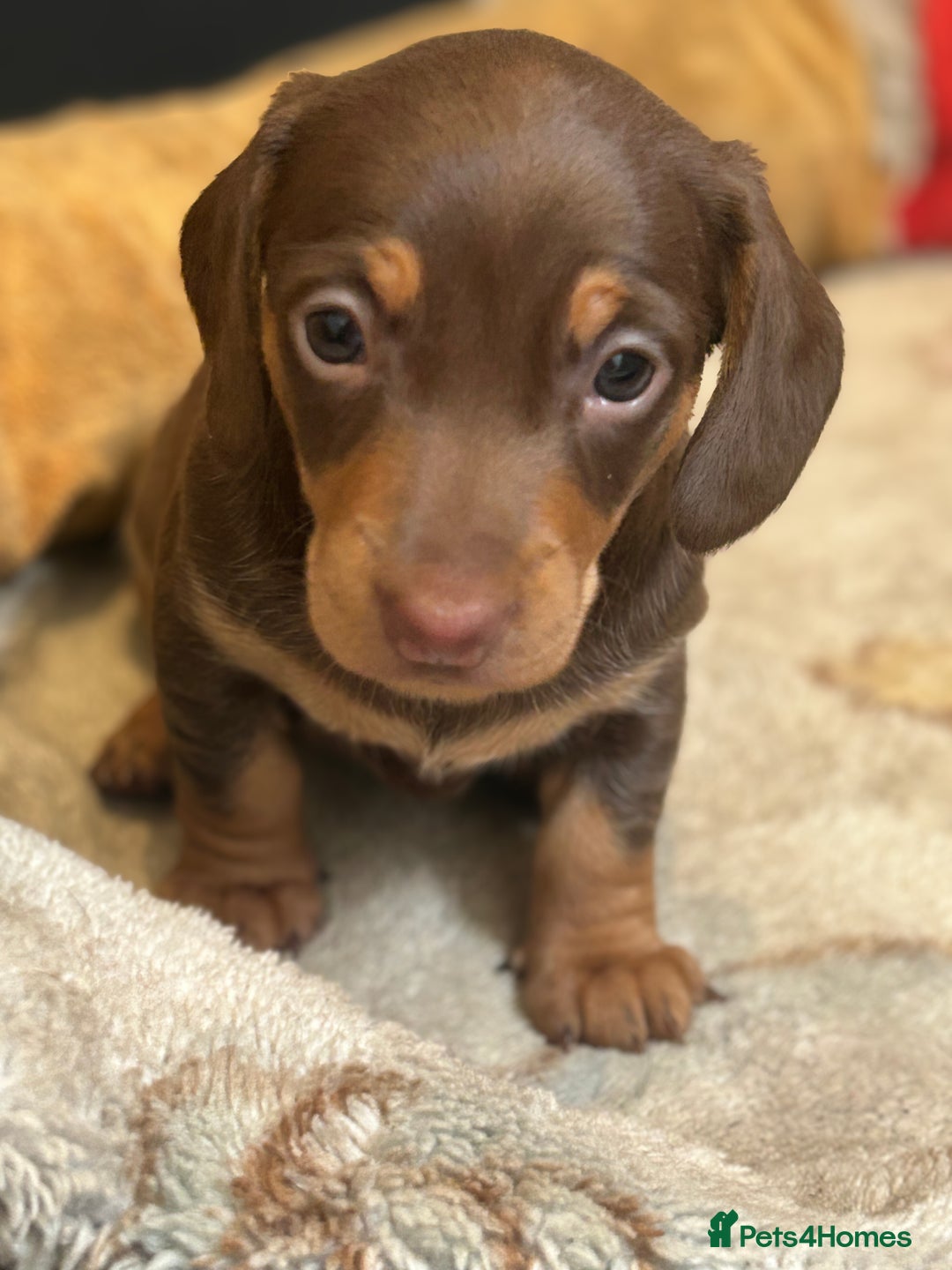 Miniature Dachshund dogs for sale: Miniature dachshunds, ready now - Image 4