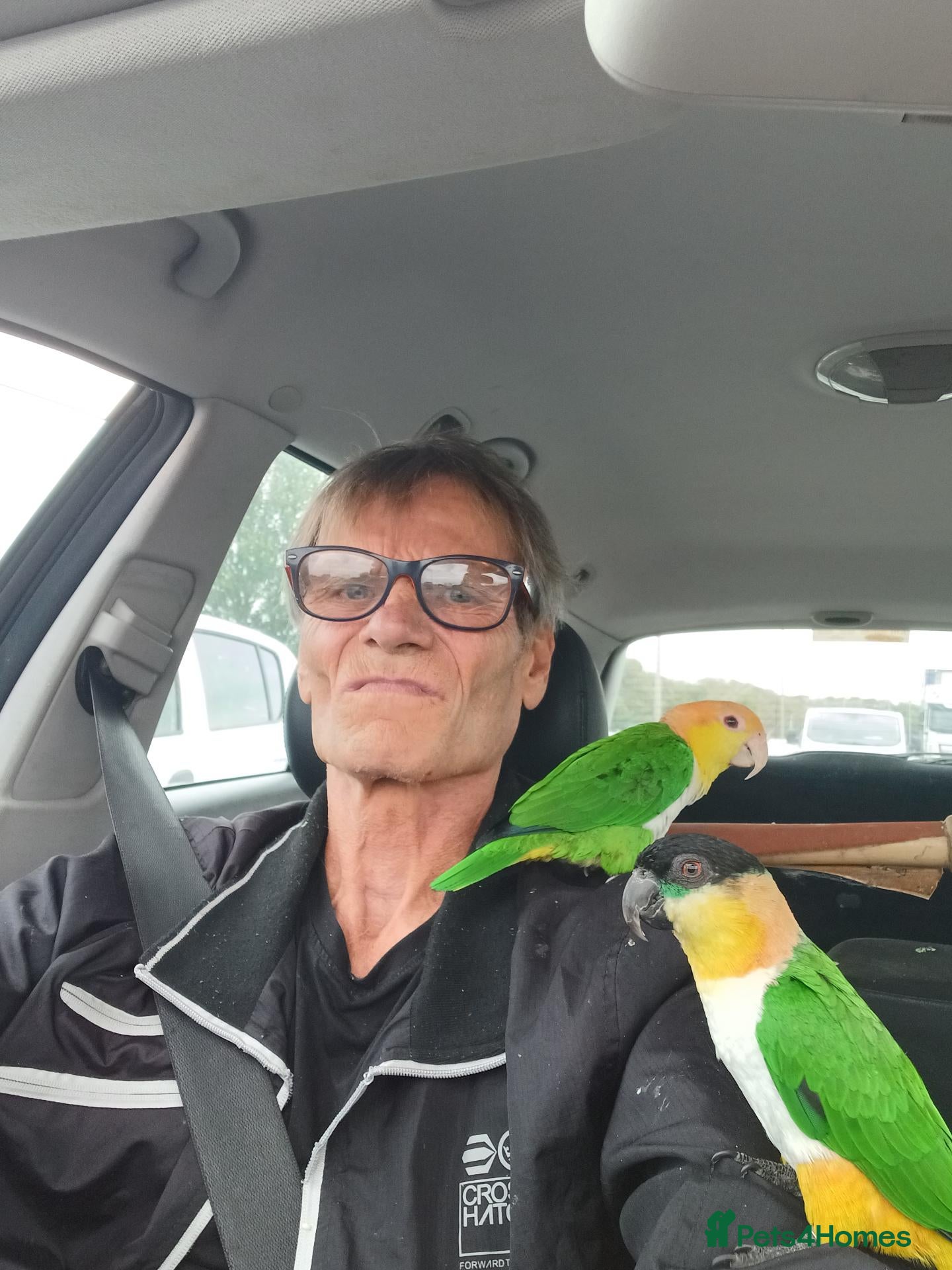 Parrots birds Caiques hand rearedtrained to go everywhere with y - Advert 2