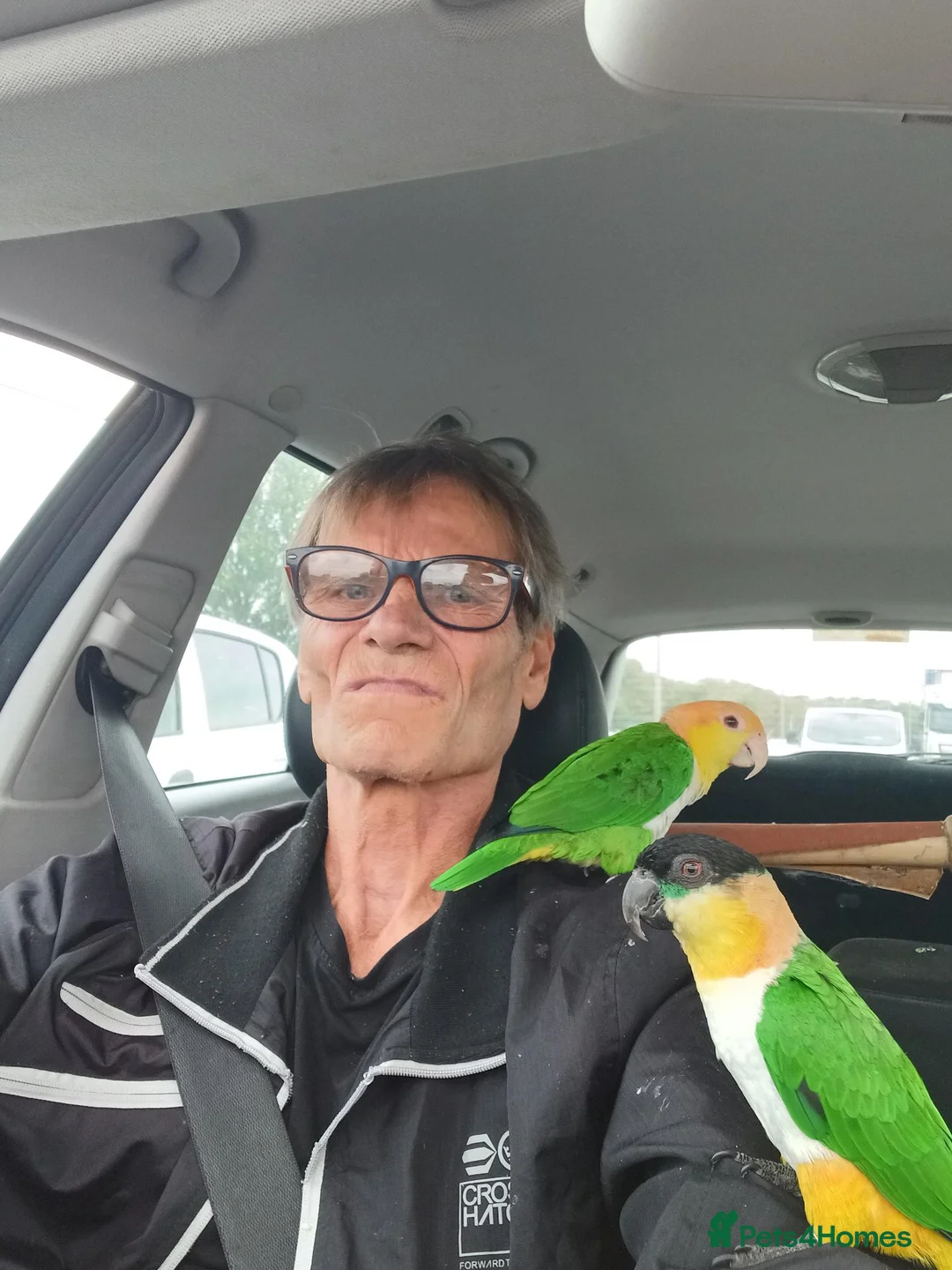 Parrots birds for sale: Caiques hand rearedtrained to go everywhere with y - Advert 1
