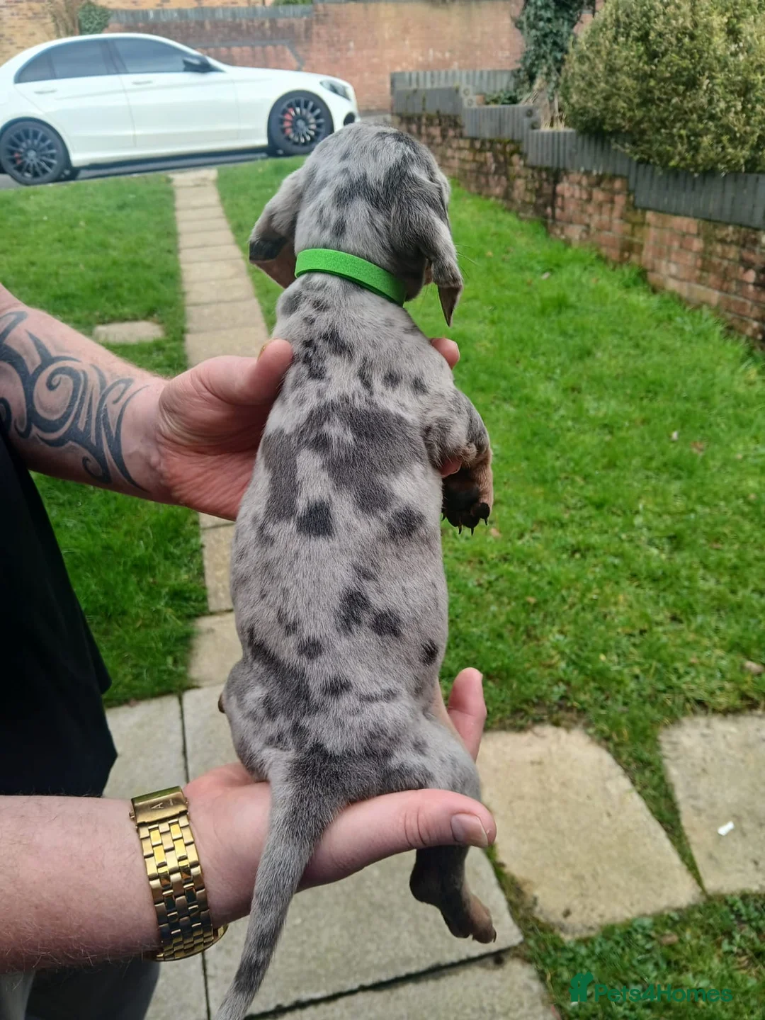 Miniature Dachshund dogs for sale: miniature dachshund puppies  - Advert 10