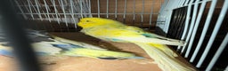 Budgerigars birds for sale: 2 male budgies - Advert 3