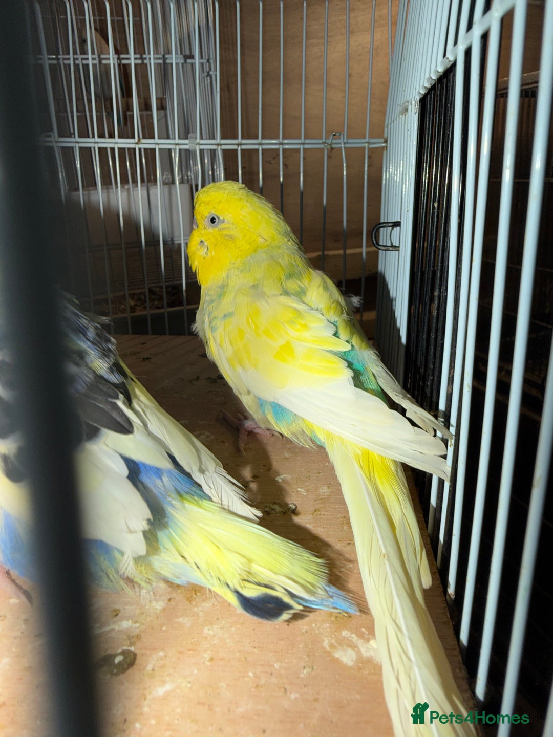 Budgerigars birds for sale: 2 male budgies - Advert 3