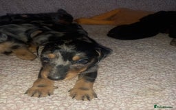 Dachshund dogs for sale: Dachsunds 3/4 breed - Image 15