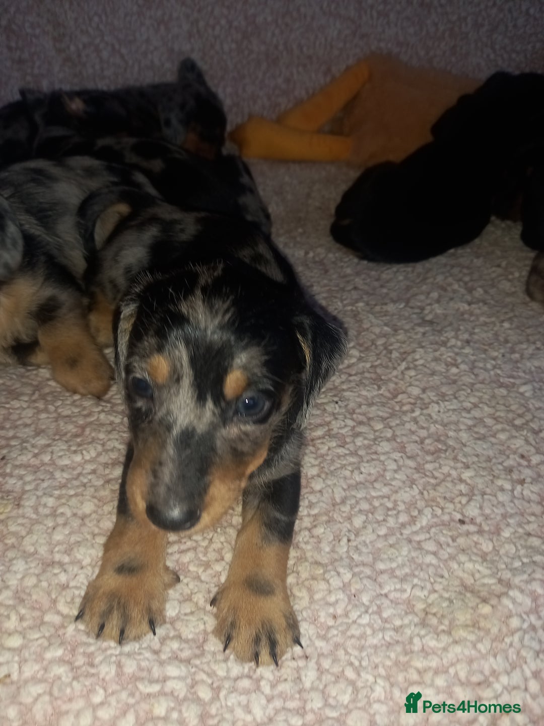 Dachshund dogs for sale: Dachsunds 3/4 breed - Image 15