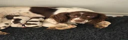 English Springer Spaniel dogs for sale: English Springer Spaniel Puppies - Advert 3