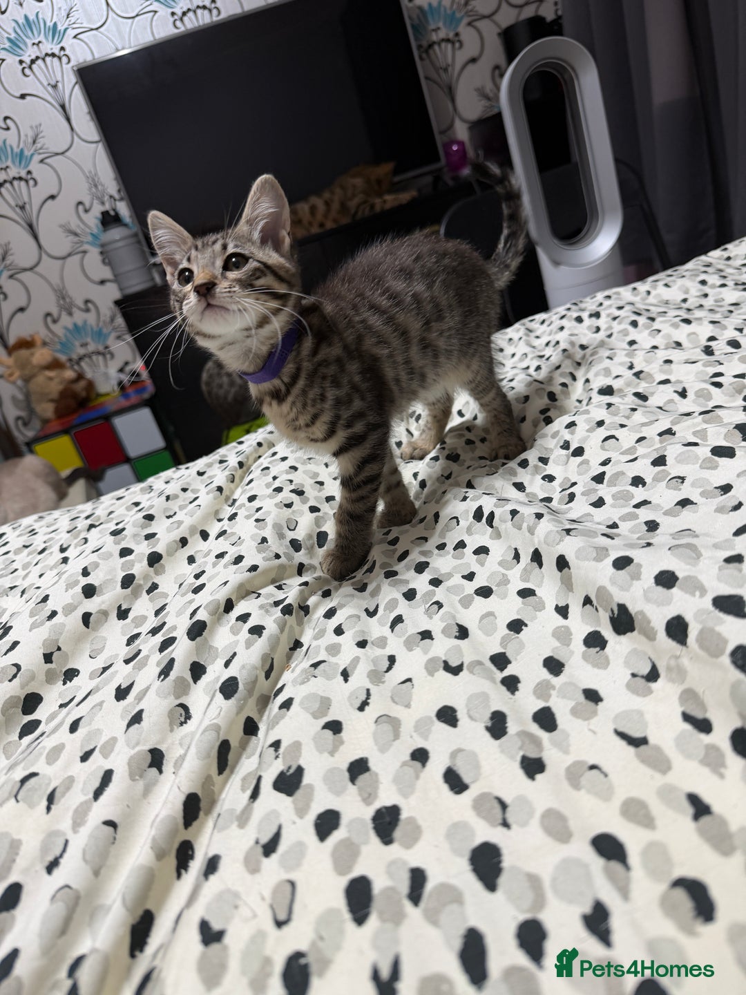 Mixed Breed cats for sale: Savannah X Siamese Kittens - Advert 4
