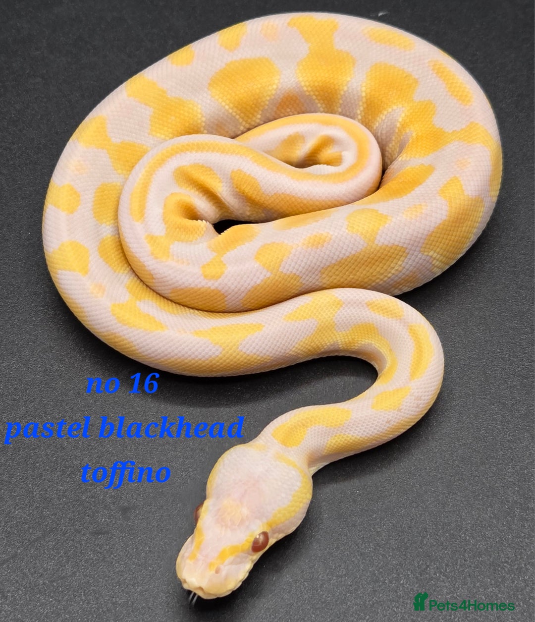 Python Snake reptiles for sale: Various ball python's  - Image 7