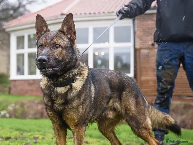 German Shepherd dogs for sale: Fully trained German shepherd - Advert 1
