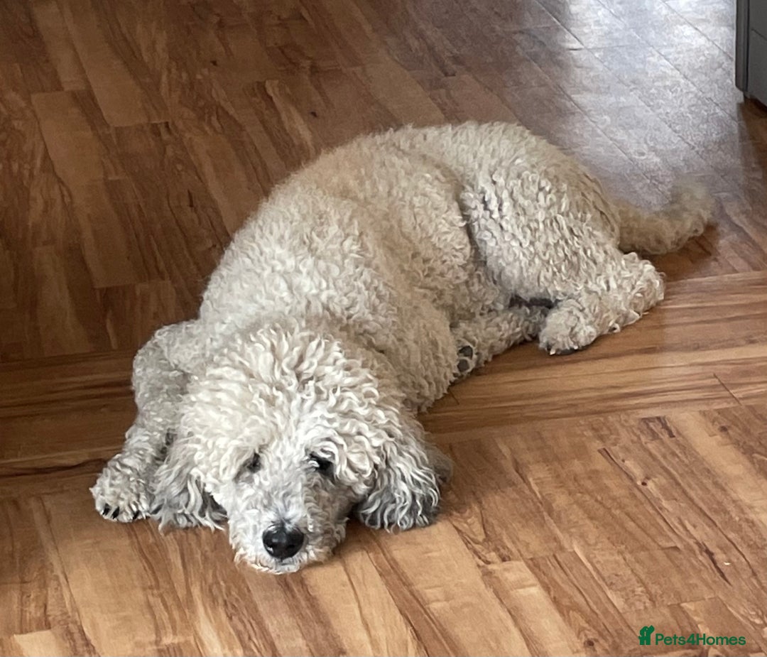 Mixed Breed dogs for sale: St Berdoodle ( St Bernard x Standard poodle) - Image 3
