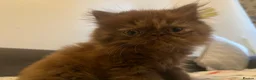 Exotic cats for sale: Beautiful Exotic Female Kitten 🤎 - Advert 5