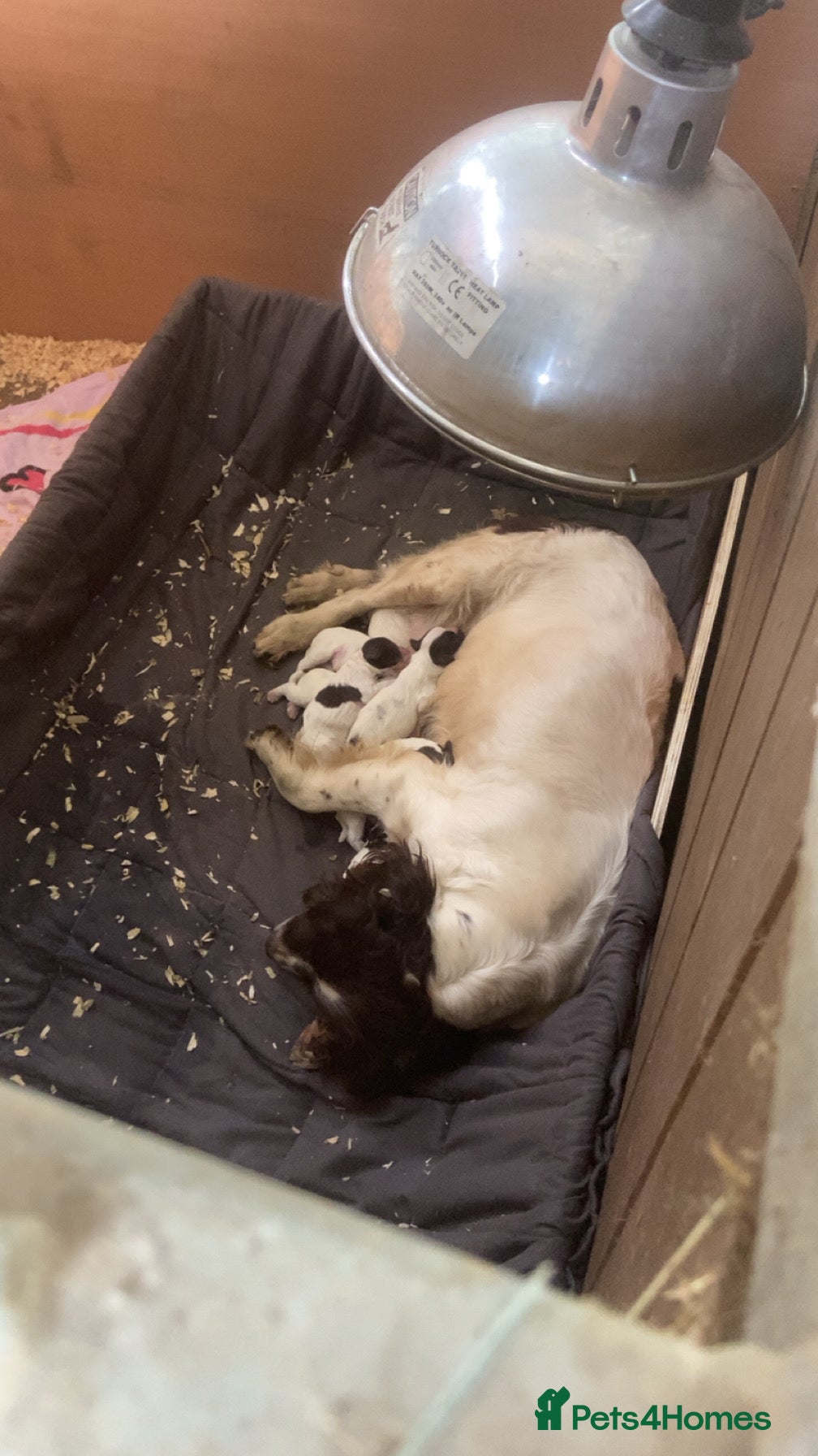 English Springer Spaniel dogs Working English Springer Spaniel pups - Advert 9