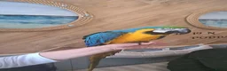 Macaws birds for sale: Hand raised beautiful Macaw parrots ready now. in Birmingham - Advert 1