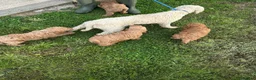 Cockapoo dogs for sale: Toy/Mini COCKAPOO F1b Puppies - Advert 6