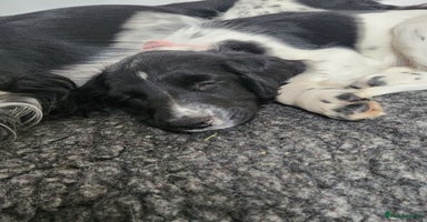 English Springer Spaniel dogs - Advert 3