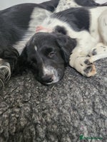 English Springer Spaniel dogs - Advert 1