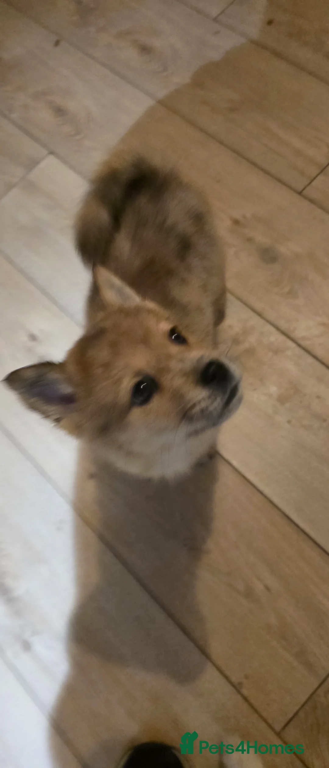 Mixed Breed dogs for sale: Adorable Merle Chowski's for sale  - Advert 24