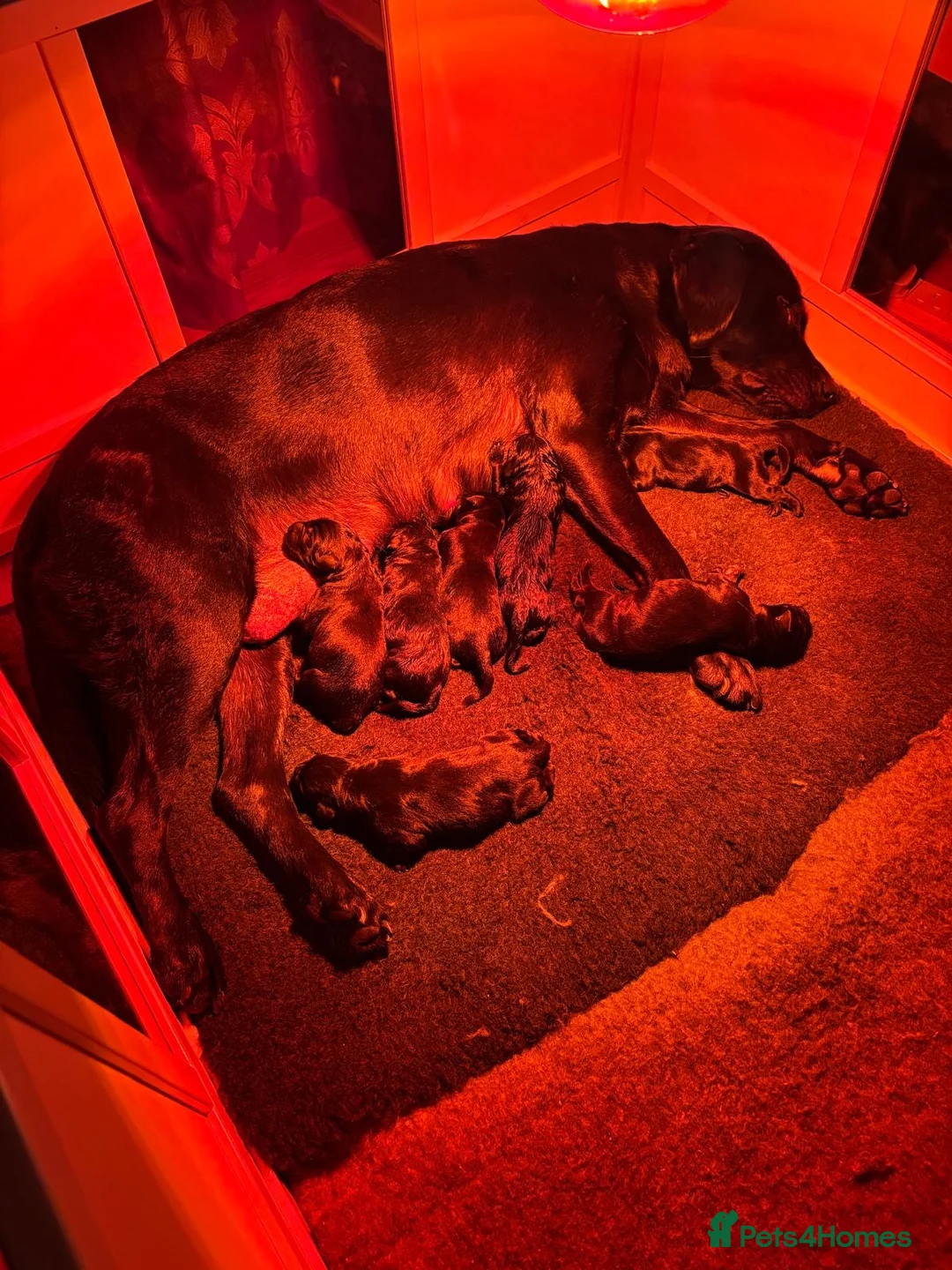 Labrador Retriever dogs for sale: Pedigree KC Registered Black Labrador Pups  - Advert 7