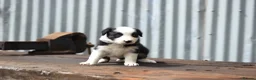 Border Collie dogs for sale: ISDS registered pups from amazing lines - Advert 20