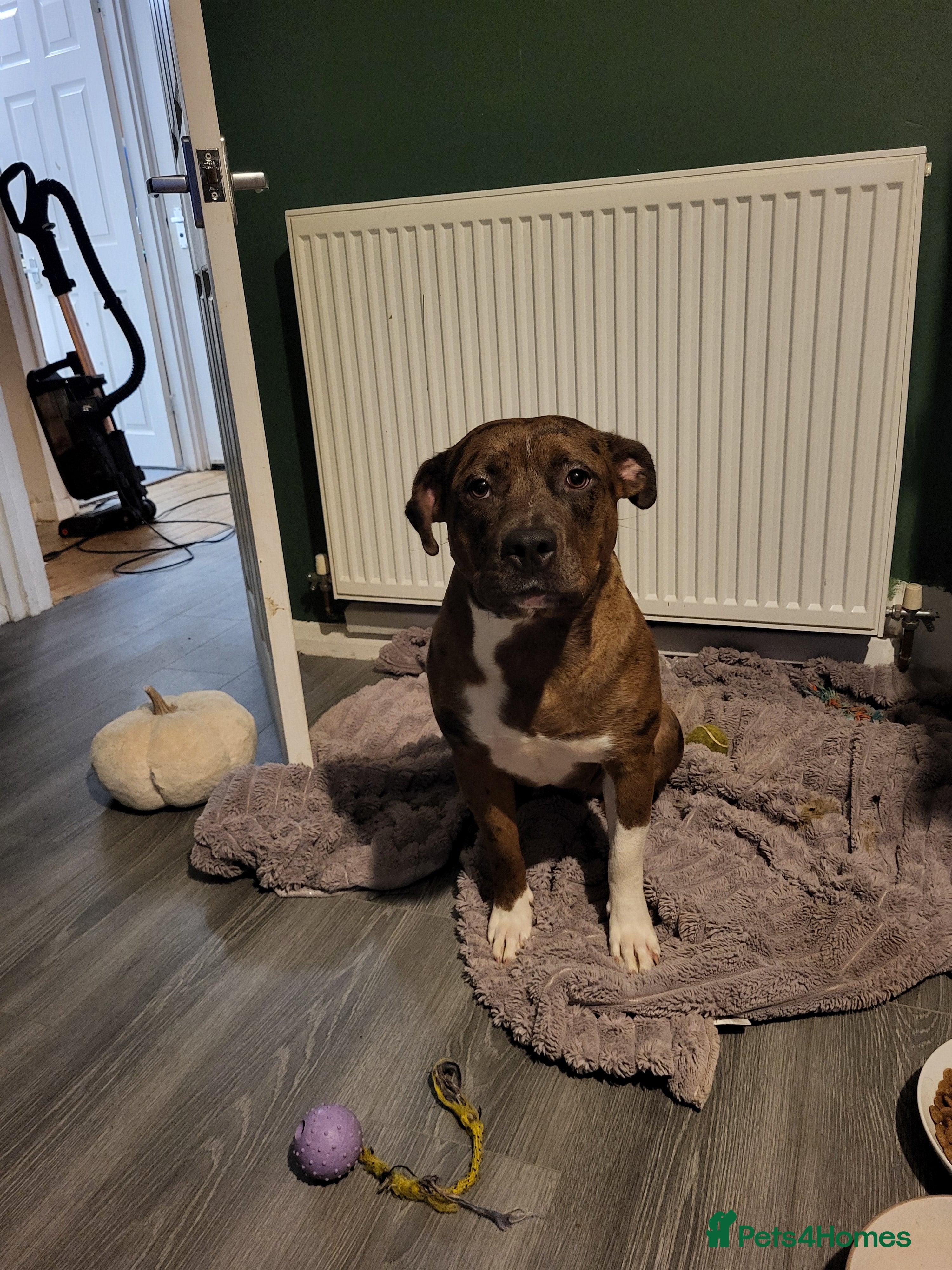 Mixed Breed dogs Shelly  - Advert 1