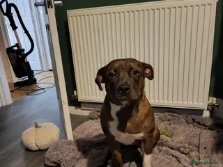 Mixed Breed dogs Shelly - Advert 1