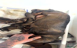 Dachshund dogs for sale: 2 beautiful wirehair dachshund (teckel) pups left - Image 13