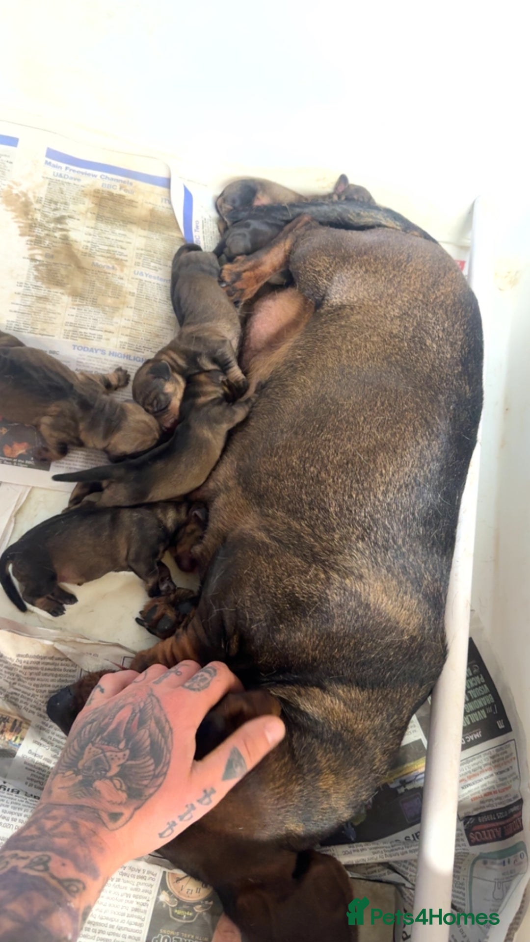 Dachshund dogs for sale: 2 beautiful wirehair dachshund (teckel) pups left - Image 13