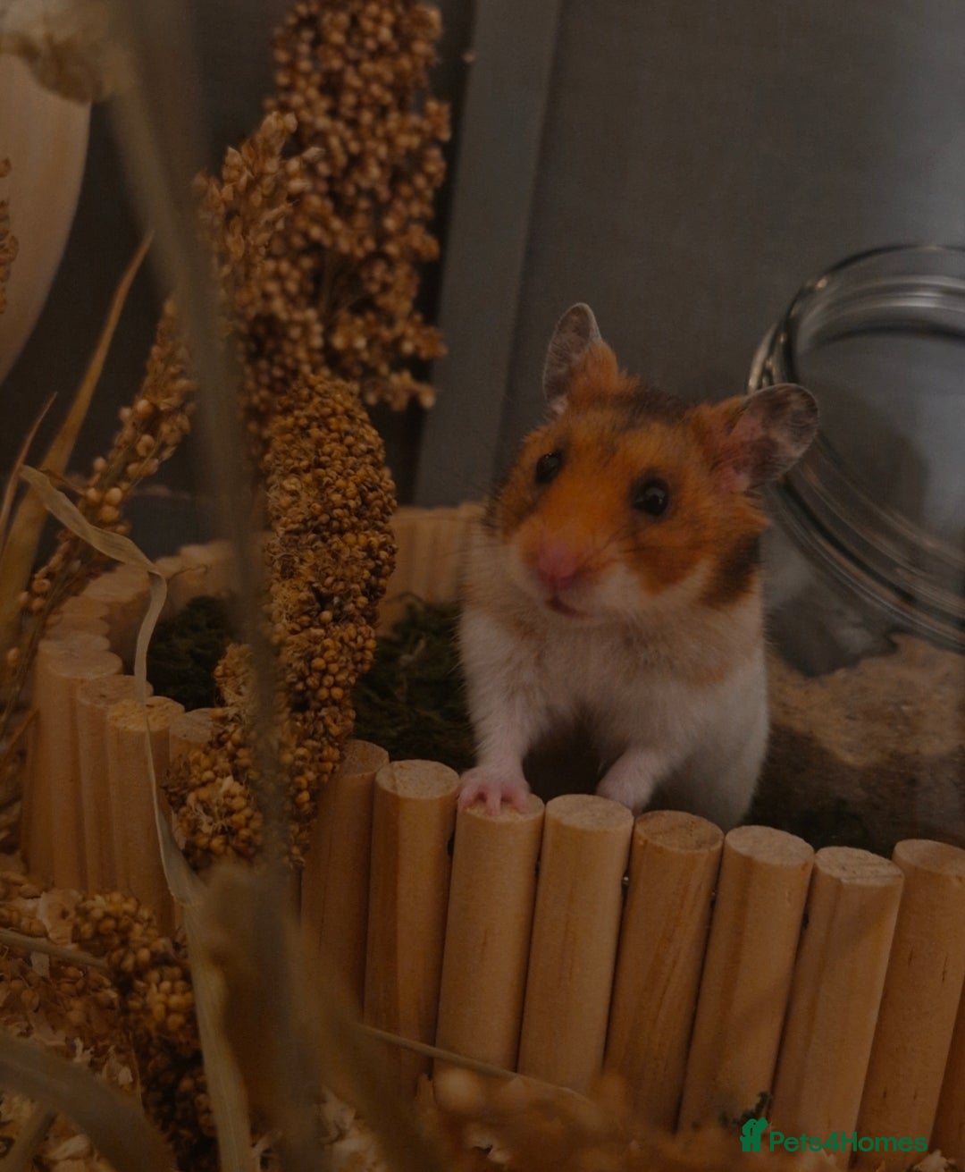 Hamster rodents for sale: Very friendly teddy bear hammy - Advert 1