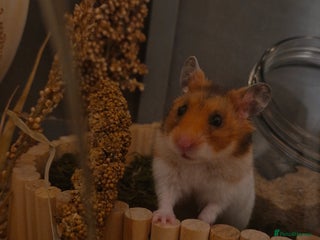 Hamster rodents Very friendly teddy bear hammy - Advert 4