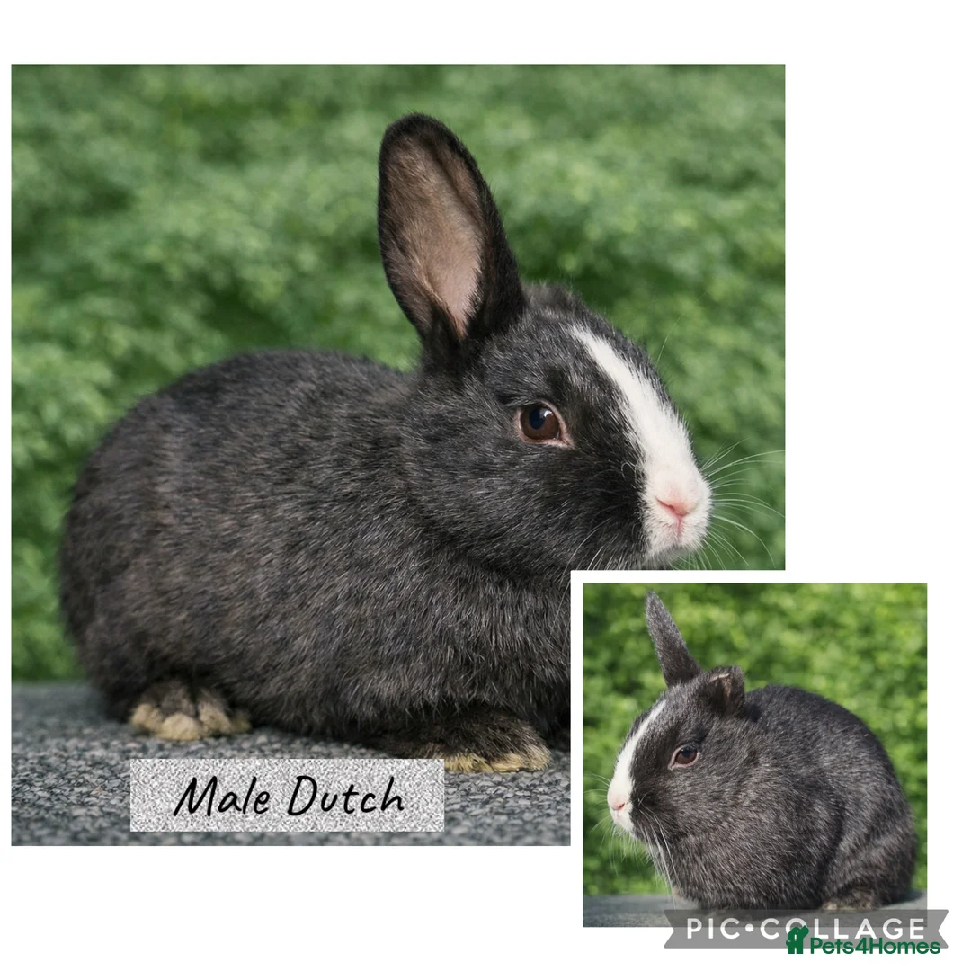 Dutch rabbits for sale:  Beautiful Dutch rabbit babies 8 weeks old - Advert 2