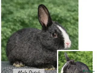 Dutch rabbits Last Dutch rabbit baby ( READ AD DESCRIPTION) - Advert 3