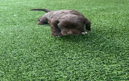 Cocker Spaniel dogs for sale: Miniature working Cocker spaniel puppies for sale - Image 23