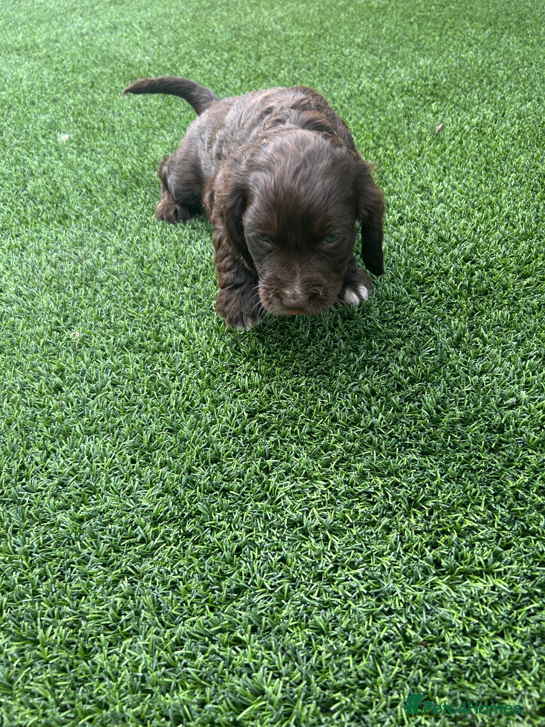 Cocker Spaniel dogs for sale: Miniature working Cocker spaniel puppies for sale - Image 23