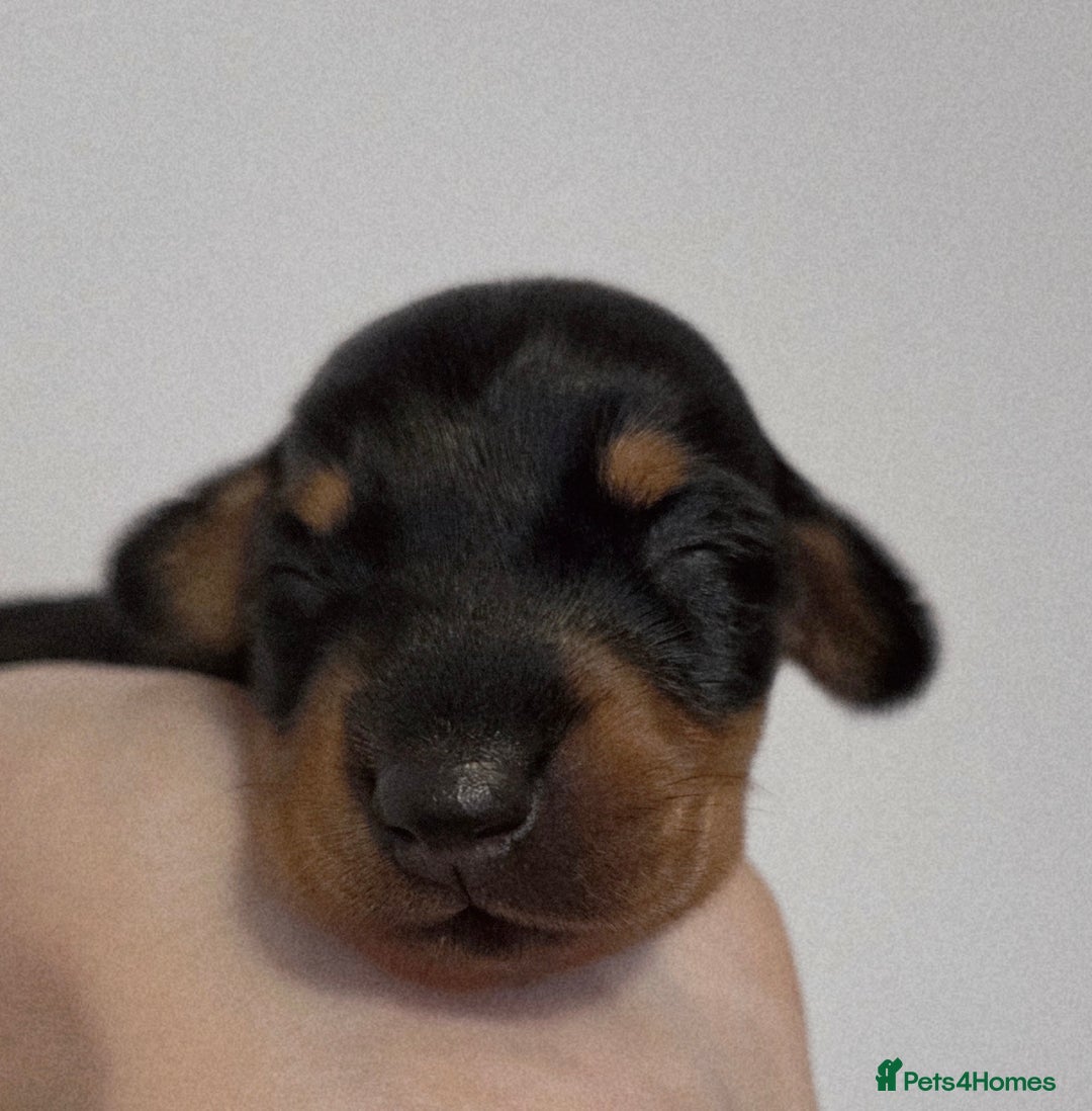 Miniature Dachshund dogs for sale: Miniature dachshund girl  - Advert 5