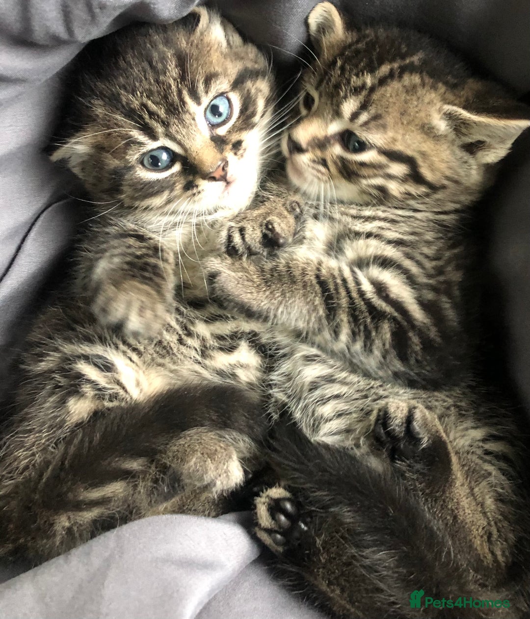 Mixed Breed cats for sale: Amazing stripy Bengal x kittens ready now - Image 1