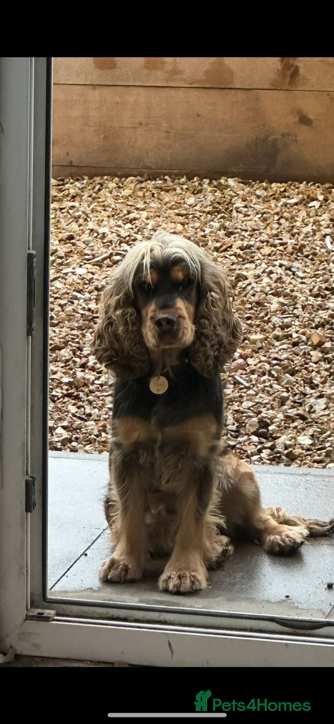 Cocker Spaniel dogs for sale: 🐶 Beautiful Show-Type Cocker Spaniel Puppies 🐶 - Advert 30