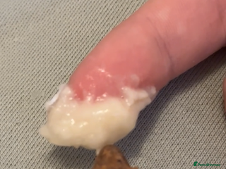 Gecko reptiles Crested gecko - Advert 16