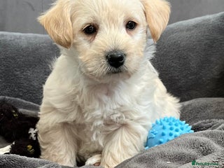 West Highland Terrier dogs Adorable westiepoo puppies - Advert 1