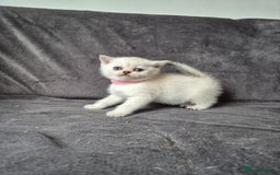 British Shorthair cats for sale: TICA Blue/gold/silver colourpoint - Image 8