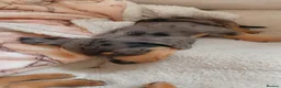 Miniature Dachshund dogs for sale: Gorgeous miniature dachshund puppies - Advert 8
